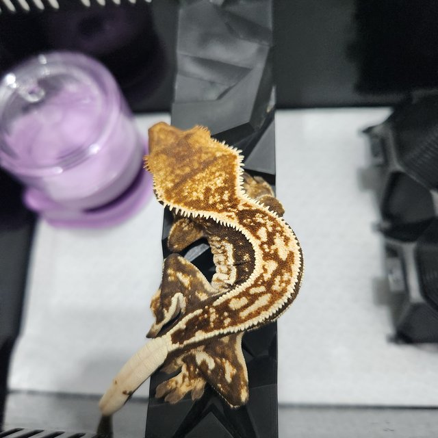 슈퍼스트라이프 엠티백 텐저린 핀스트라이프 쿼드