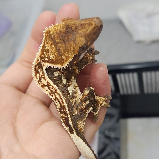 슈퍼스트라이프 엠티백 텐저린 핀스트라이프 쿼드