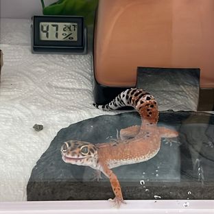 아토믹