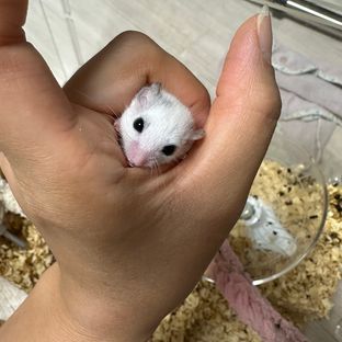 루시스틱