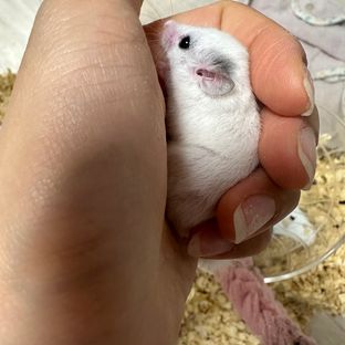 루시스틱