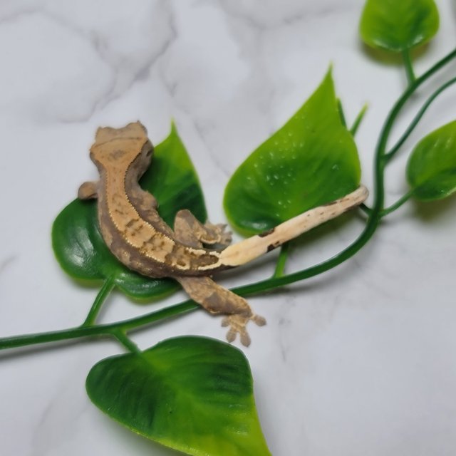 카푸치노 트라이