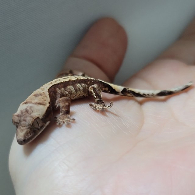 카푸치노 트라이