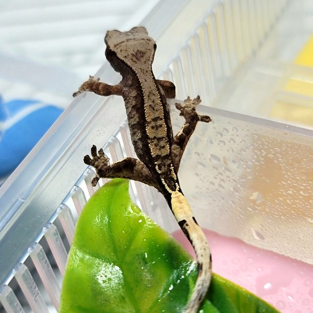 카푸치노 트라이