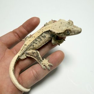 노멀 트라이 드리피 화이트스팟