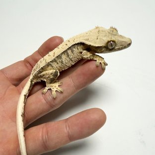 노멀 드리피 화이트스팟