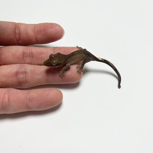 노멀 팬텀 블랙 챠콜