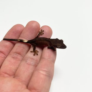 노멀 팬텀 블랙 챠콜