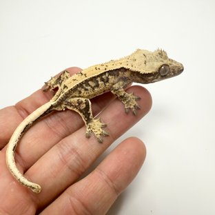 노멀 드리피 화이트스팟