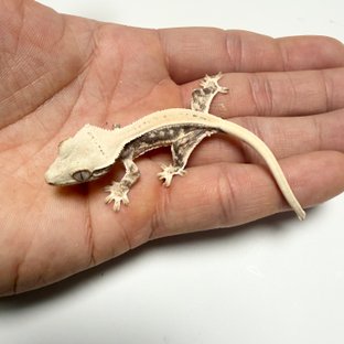 릴리화이트 드리피 화이트스팟