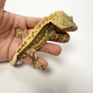 노멀 트라이 핀스트라이프