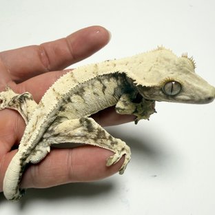 노멀 드리피 화이트스팟 화이트포트홀