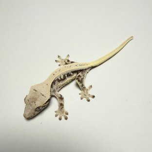 릴리화이트 드리피 화이트스팟