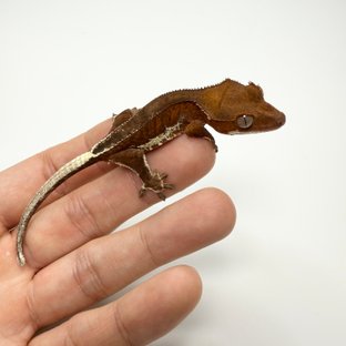 레드 프라푸치노 팬텀