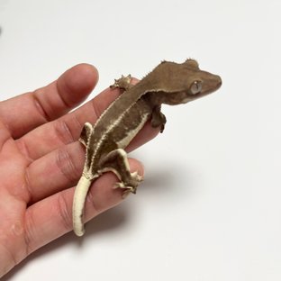 릴리화이트 팬텀 화이트스팟