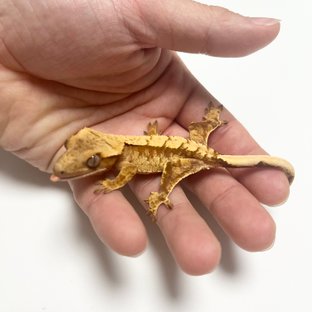 노멀 트라이 화이트스팟 드리피 레드