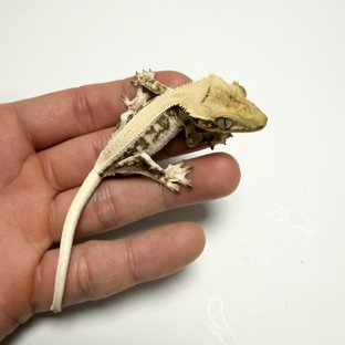 릴리화이트 솔리드백 드리피