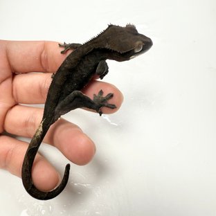 노멀 다크 챠콜