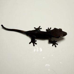 노멀 다크 챠콜