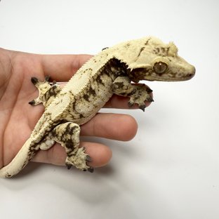 노멀 트라이 드리피 화이트스팟