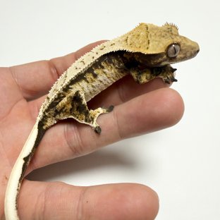 노멀 트라이 드리피 화이트스팟