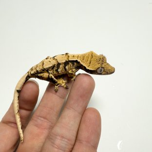 노멀 익스트림할리퀸