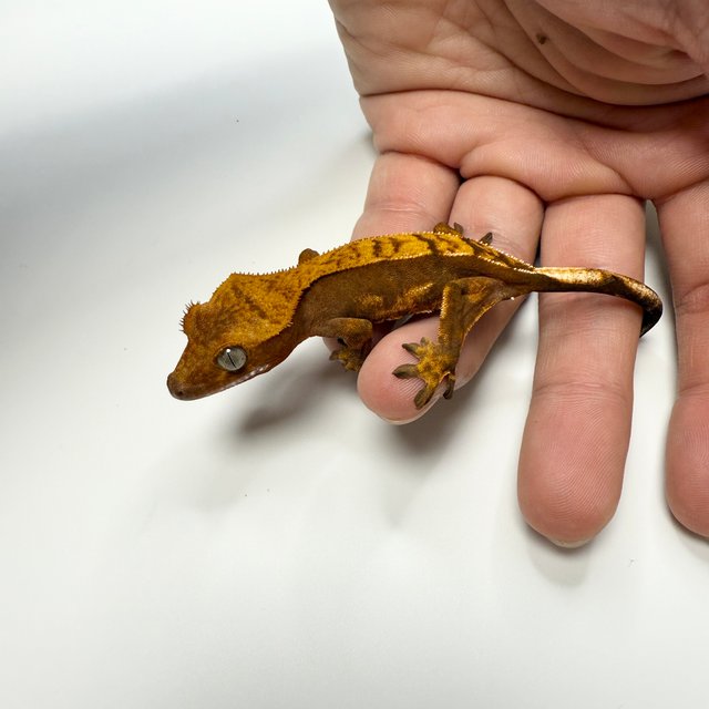 노멀 레드 트라이