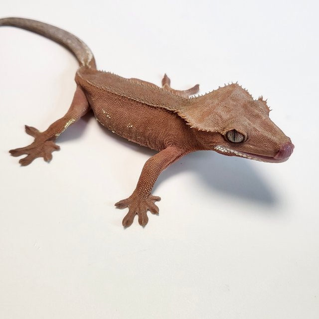 노멀 벅스킨 레드