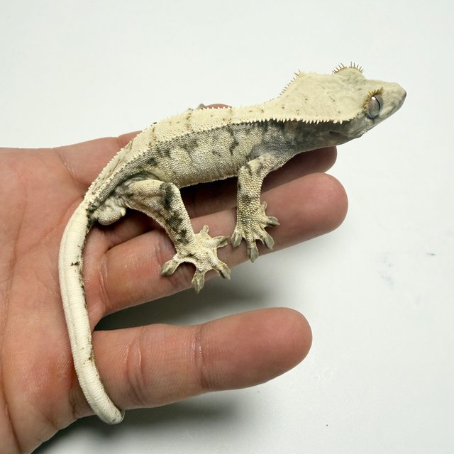 노멀 드리피 화이트스팟 화이트포트홀