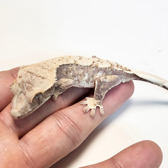 노멀 트라이 드리피 화이트스팟