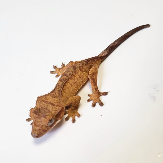 스트로베리 레드 타이거 카푸치노