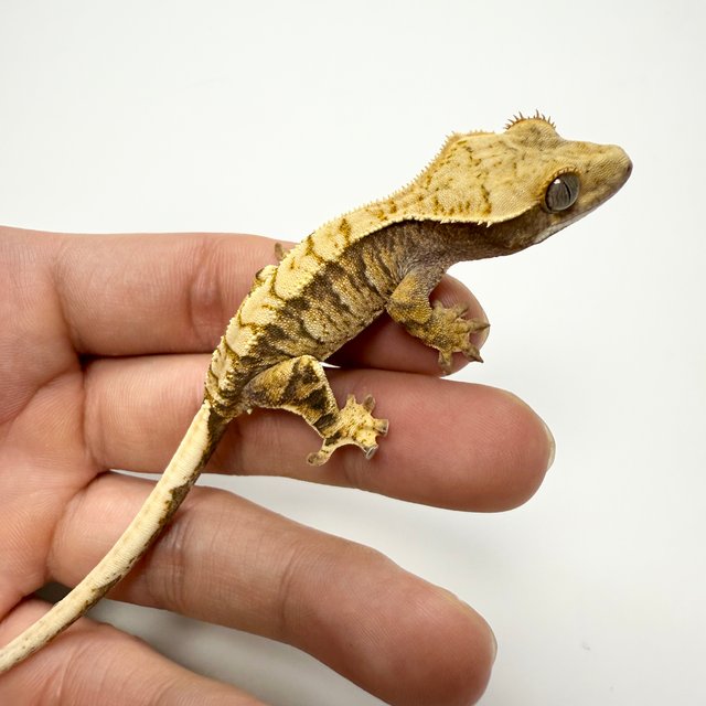 노멀 트라이 익스트림할리퀸 화이트스팟