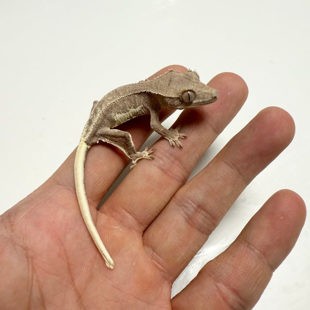 릴리화이트 팬텀 화이트스팟