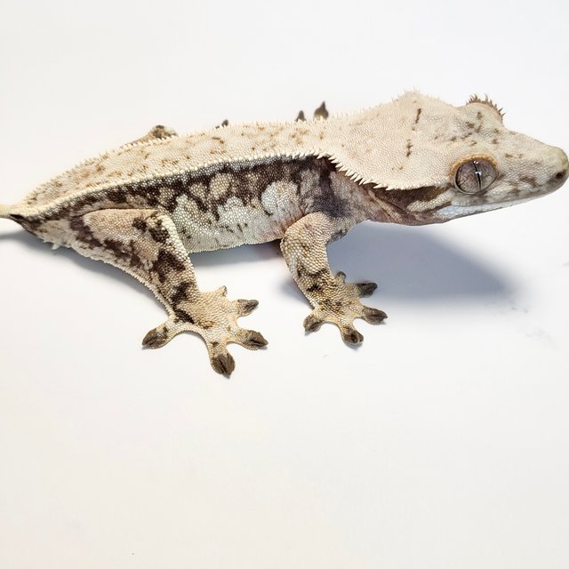 노멀 드리피 트라이 핀스트라이프 쿼드