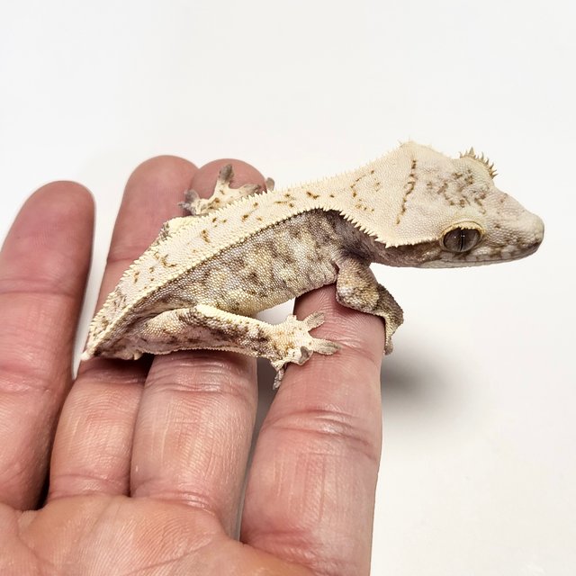 노멀 트라이 드리피 화이트스팟