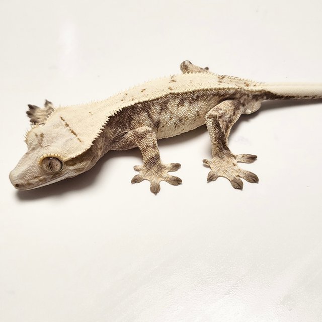 노멀 드리피 화이트스팟