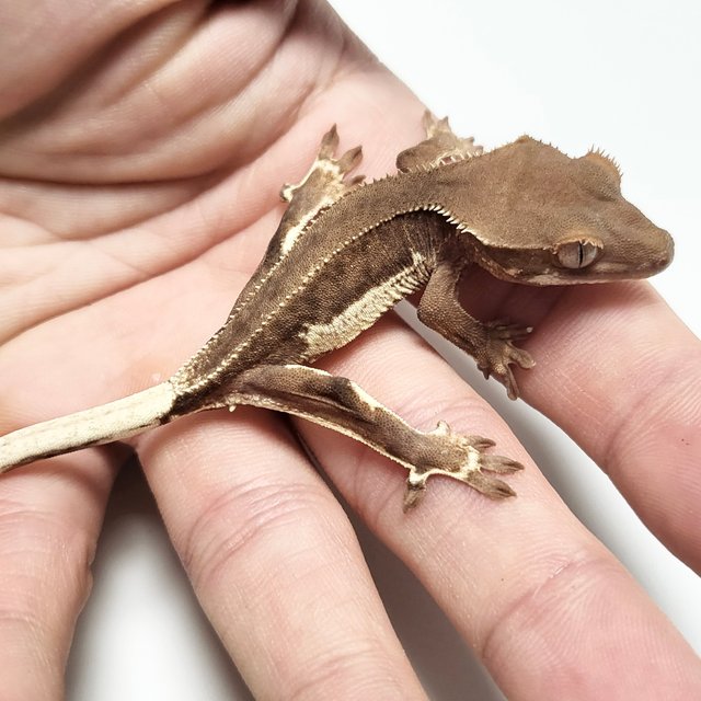 릴리화이트 팬텀 레드