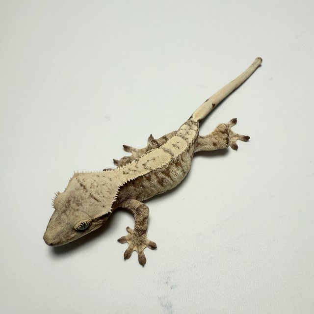 노멀 드리피 화이트스팟