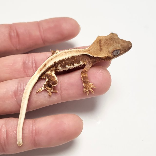 릴리화이트 트라이 솔리드백 레드