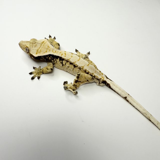 노멀 드리피 화이트스팟 트라이