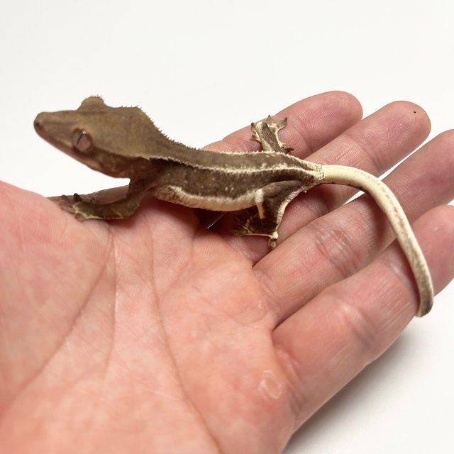 릴리화이트 팬텀 화이트스팟