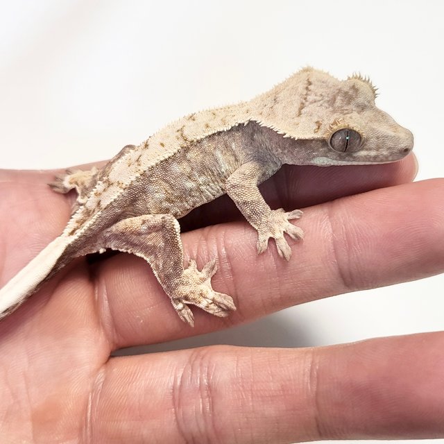 노멀 트라이 드리피 화이트스팟