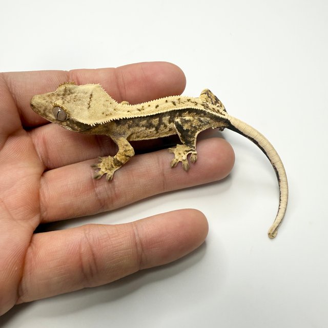 노멀 드리피 화이트스팟