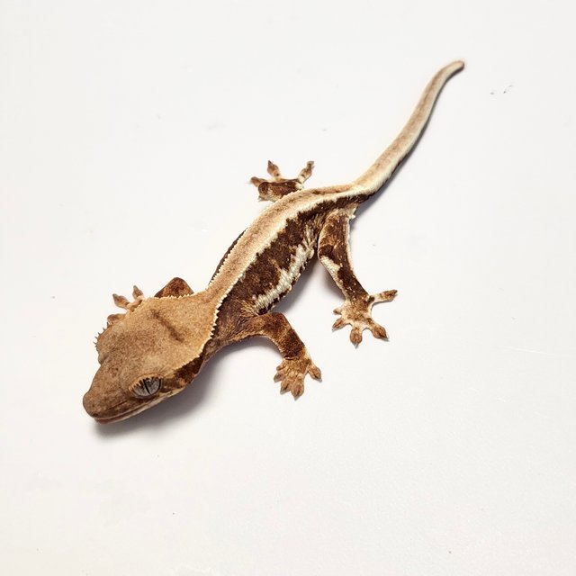 릴리화이트 트라이 솔리드백 레드