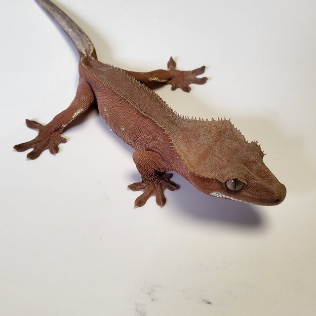 노멀 벅스킨 레드