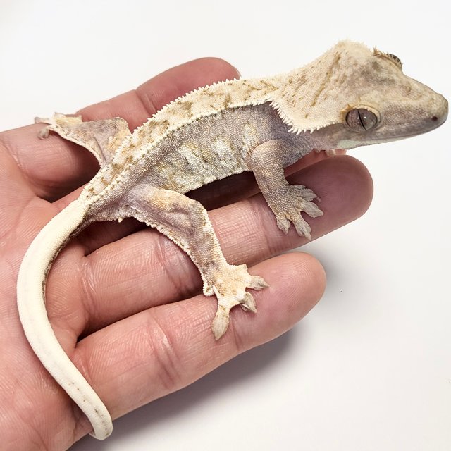 노멀 트라이 드리피 화이트스팟