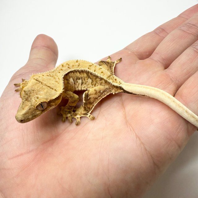 노멀 드리피 크림시클 크림