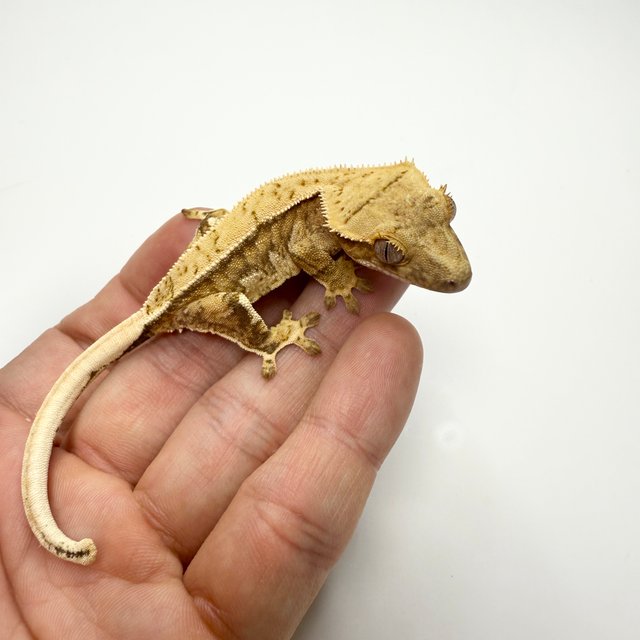 노멀 드리피 크림시클 크림