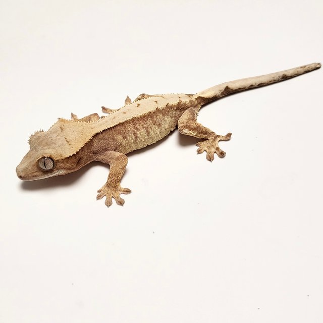 노멀 드리피 트라이 레드