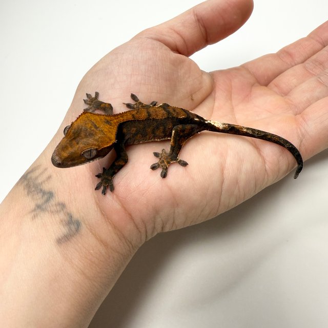 카푸치노 할로윈 레드